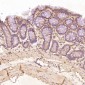 Anti-TRAF6 Rabbit Monoclonal Antibody